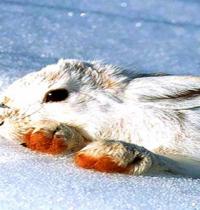 Zamob mountain rabbit in snow