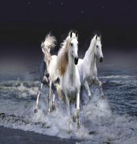 Zamob Mystic Horses