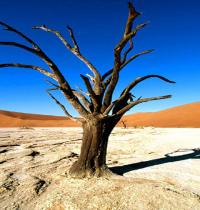 Zamob Namib Naukluft Park Namib Desert