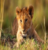 Zamob Nature Lion Wild Cat