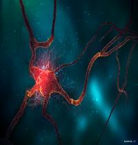 Zamob Neuron Cell