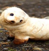 Zamob newborn white seal
