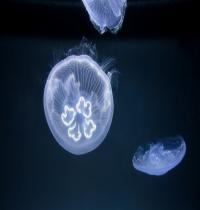 Zamob Ocean Jellyfish