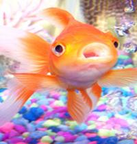 Zamob orange fish