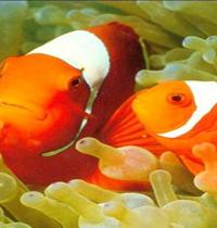 Zamob orange fish 1