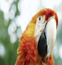 Zamob Orange Parrot