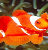 Zamob orange underwater fish