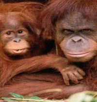 Zamob Orangutan Protec