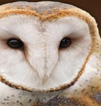 Zamob Owl