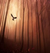 Zamob Owl Forest