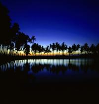 Zamob Palm Silhouette Big Island...