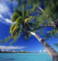 Zamob Palm Tree Society Island Beach