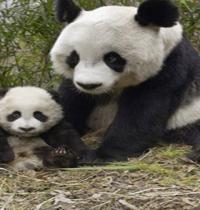 Zamob Panda and Cub