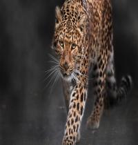 Zamob Panthera Pardus 01