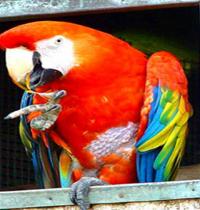 Zamob parrot 2