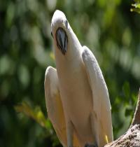 Zamob Parrot Cockatoo