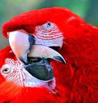 Zamob parrot love