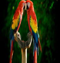 Zamob Parrot Macaw