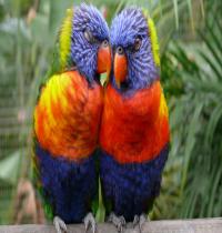 Zamob Parrots In Love Purple Red Blue Green