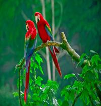 Zamob Parrots Paradise