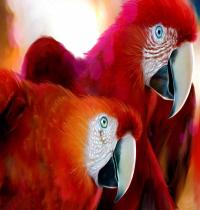 Zamob Parrots Widescreen