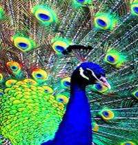 Zamob peacock