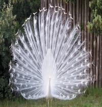 Zamob Peacock Paon