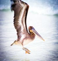 Zamob Pelican Water Bird