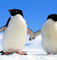 Zamob penguin couple