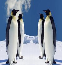 Zamob Penguins 04
