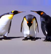 Zamob penguins meeting