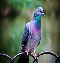 Zamob Pigeon