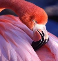Zamob Pink Flamingo