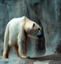 Zamob polar bear