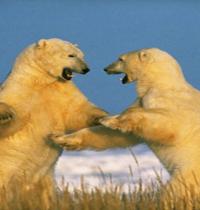 Zamob Polar Bears Spar