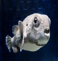 Zamob Porcupinefish