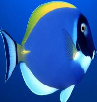 Zamob Powder Blue Surgeon Fish