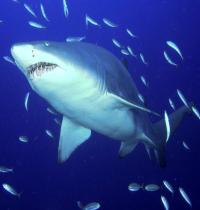 Zamob Predator Sand Tiger Shark