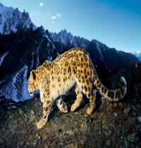 Zamob Prowling Snow Leopard