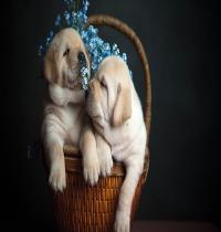 Zamob Puppies Basket Flowers