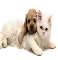 Zamob Puppy And Kitten
