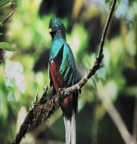 Zamob Quetzal Bird