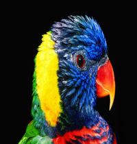 Zamob Rainbow Bird