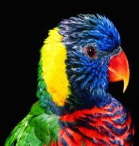 Zamob Rainbow Lorikeet Bird