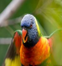 Zamob Rainbow Lorikeet Parrot