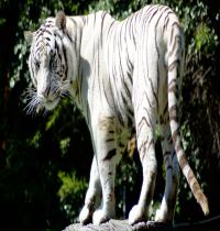 Zamob Rare White Tiger