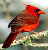 Zamob red bird 6