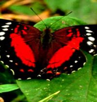 Zamob red butterfly