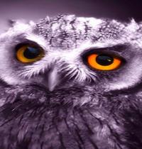 Zamob reddish eagle eyed owlet
