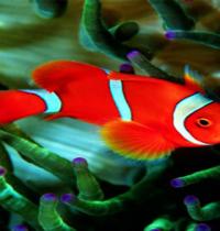 Zamob red fish